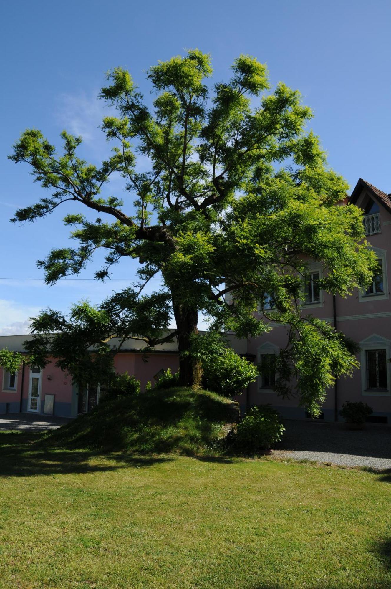 Villa Ester Tagliolo Monferrato Exteriér fotografie